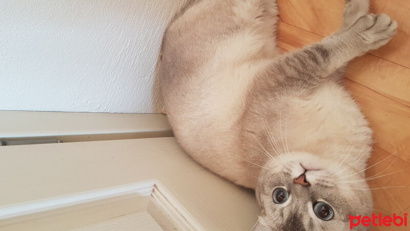 Scottish Fold, Kedi  Simba fotoğrafı