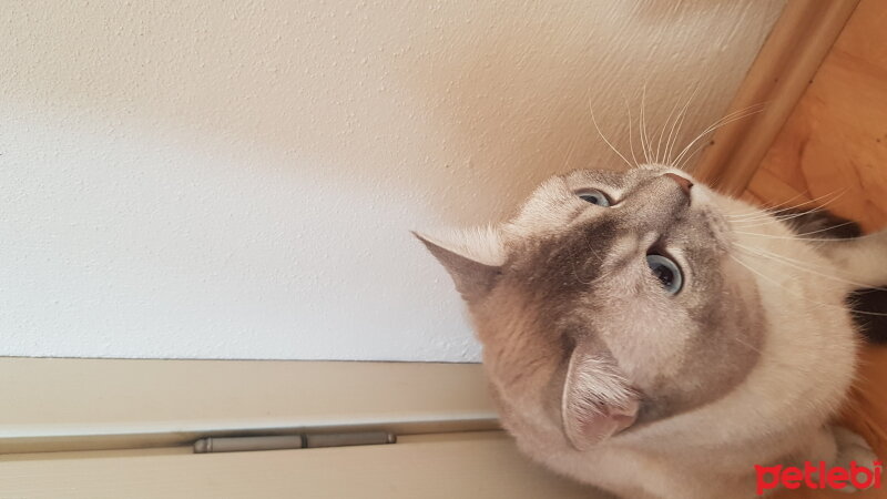 Scottish Fold, Kedi  Simba fotoğrafı