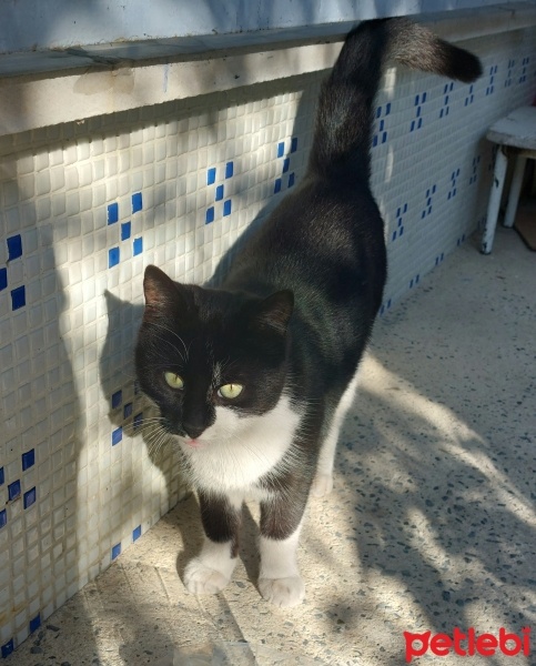 Tuxedo (Smokin) Kedi, Kedi  Çiko fotoğrafı
