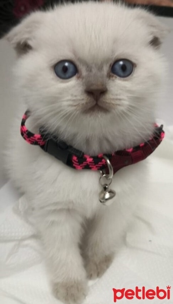 Scottish Fold, Kedi  köpük fotoğrafı
