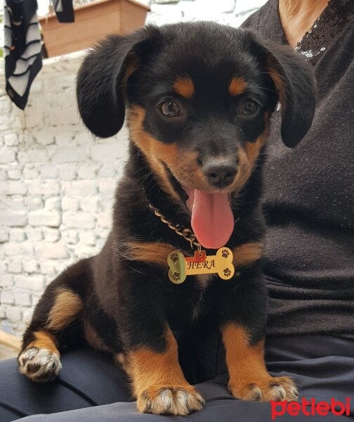 Dachshund (Sosis), Köpek  HERA fotoğrafı