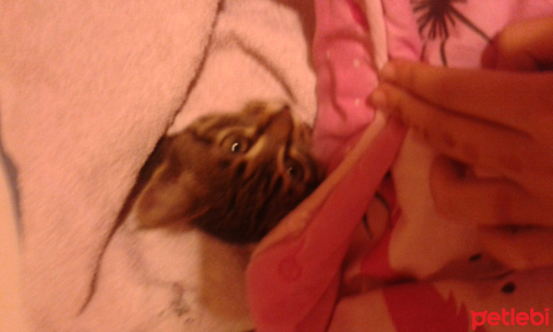 Tekir Kedi, Kedi  Kayran fotoğrafı