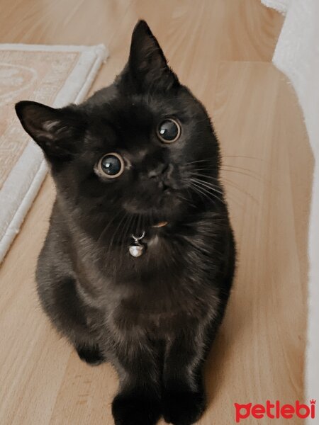 British Shorthair, Kedi  Liya fotoğrafı