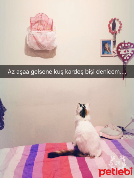 Ankara Kedisi, Kedi  Nazlı ❤ fotoğrafı