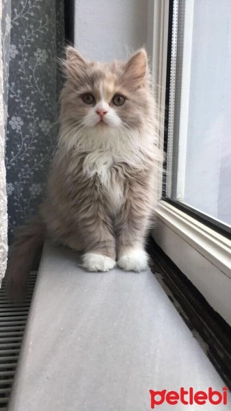 British Shorthair, Kedi  Sütlaç fotoğrafı