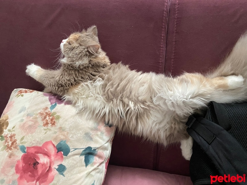 British Shorthair, Kedi  Sütlaç fotoğrafı