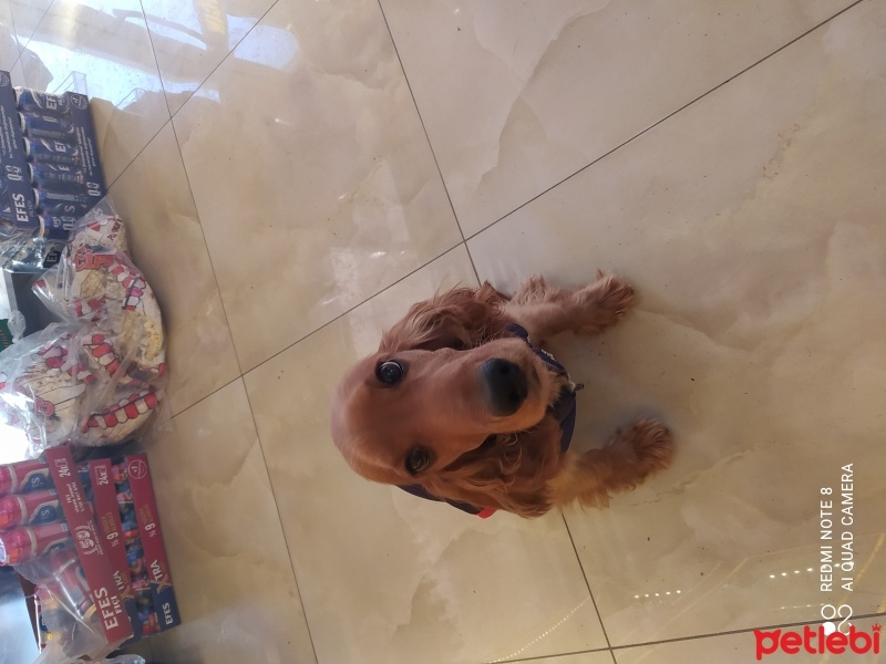 İngiliz Cocker Spaniel, Köpek  Leydi fotoğrafı