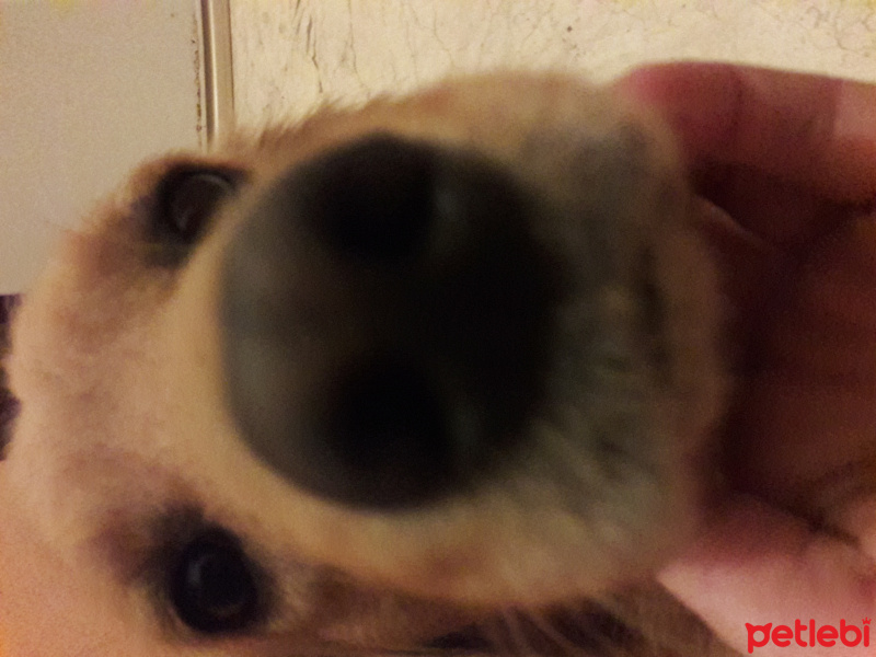 Golden Retriever, Köpek  Rex fotoğrafı