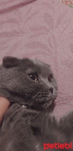 Scottish Fold, Kedi  Lucy fotoğrafı