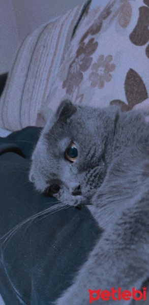 Scottish Fold, Kedi  Lucy fotoğrafı