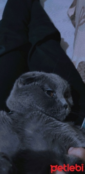 Scottish Fold, Kedi  Lucy fotoğrafı