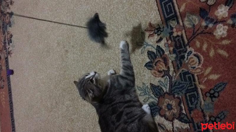 Tekir Kedi, Kedi  Rengar fotoğrafı