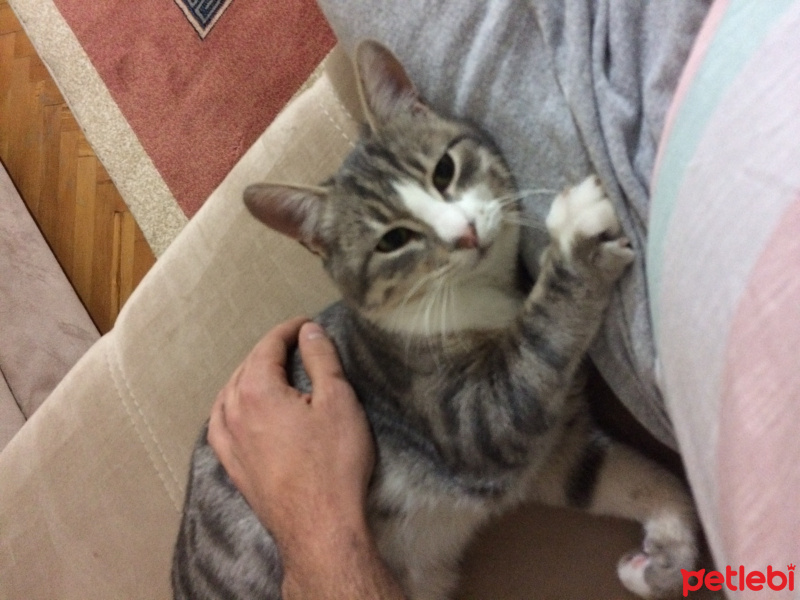 Tekir Kedi, Kedi  Rengar fotoğrafı