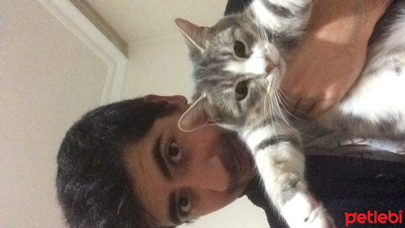 Tekir Kedi, Kedi  Rengar fotoğrafı