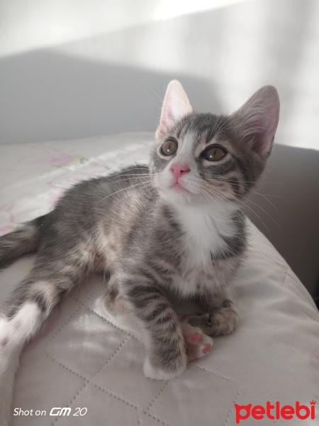 Tekir Kedi, Kedi  Minnak,minik,minnoş fotoğrafı