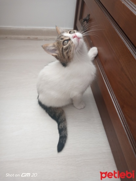 Tekir Kedi, Kedi  Minnak,minik,minnoş fotoğrafı