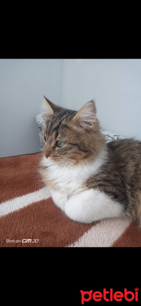 Tekir Kedi, Kedi  Minnak,minik,minnoş fotoğrafı