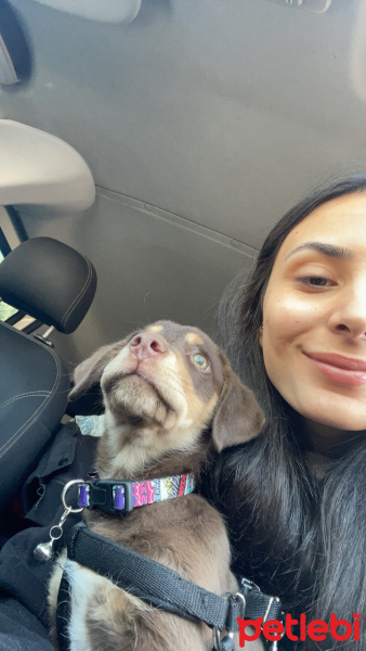 İngiliz Cocker Spaniel, Köpek  gofrer fotoğrafı