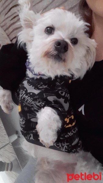 Maltese, Köpek  Ares fotoğrafı