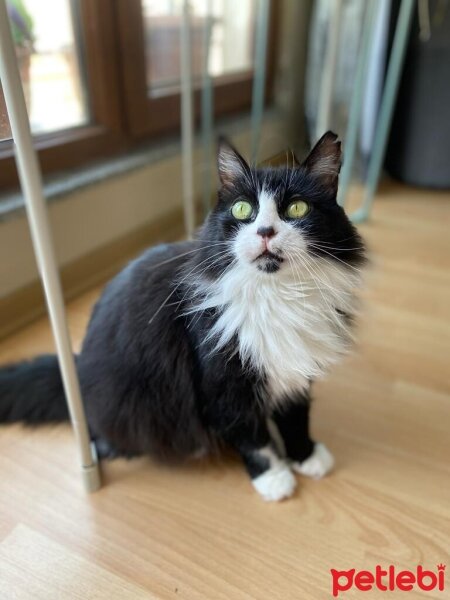 Tuxedo (Smokin) Kedi, Kedi  Huq fotoğrafı