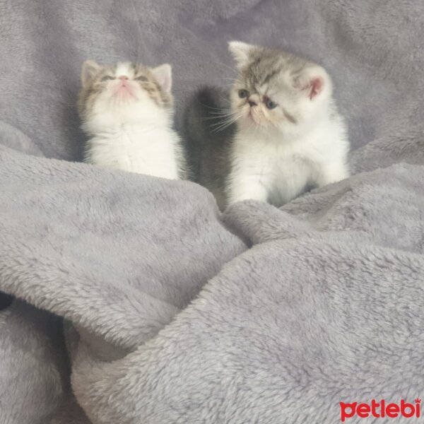 Exotic Shorthair, Kedi  RIFKI  &  GARİP fotoğrafı