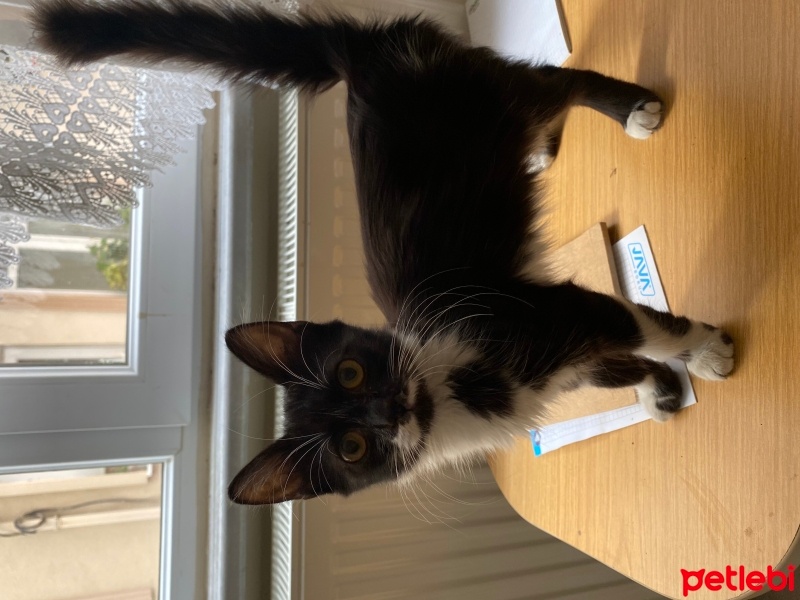 Tuxedo (Smokin) Kedi, Kedi  Hera fotoğrafı