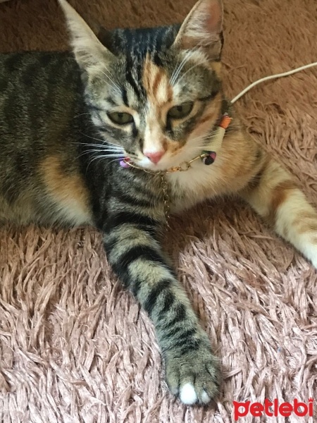 Tekir Kedi, Kedi  Luna fotoğrafı