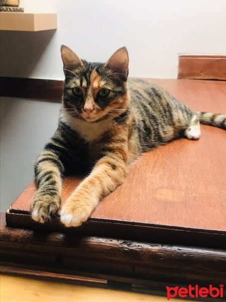Tekir Kedi, Kedi  Luna fotoğrafı