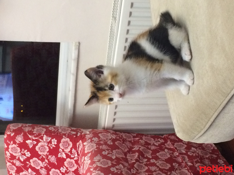 Tekir Kedi, Kedi  çörek fotoğrafı