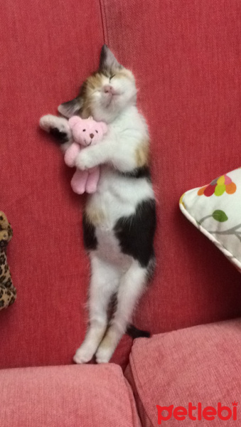 Tekir Kedi, Kedi  çörek fotoğrafı