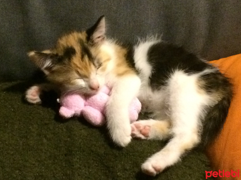 Tekir Kedi, Kedi  çörek fotoğrafı