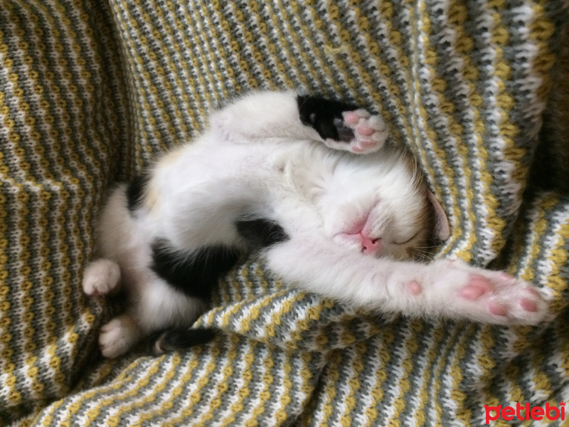 Tekir Kedi, Kedi  çörek fotoğrafı