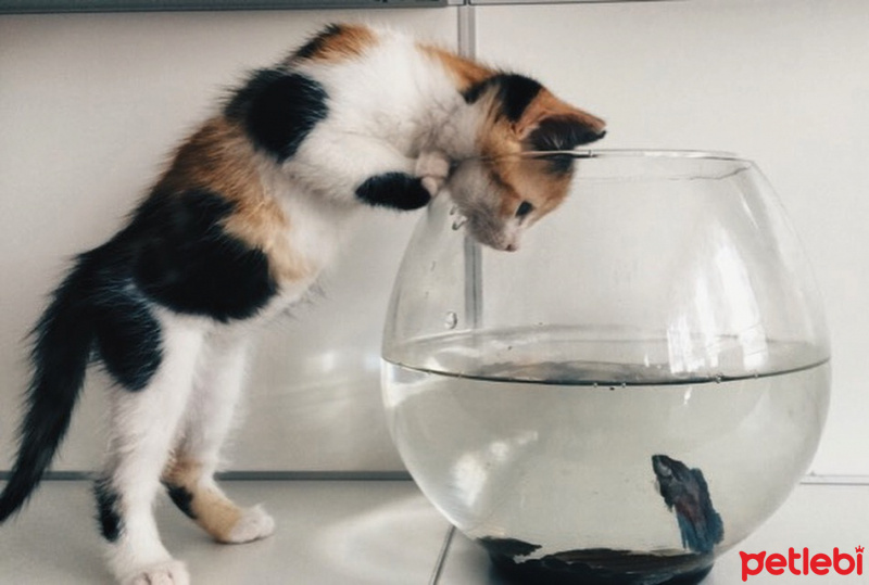 Tekir Kedi, Kedi  çörek fotoğrafı