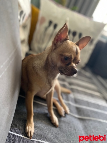 Chihuahua, Köpek  Bella fotoğrafı