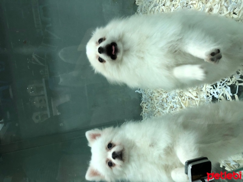 Pomeranyalı, Köpek  Pomeranian fotoğrafı