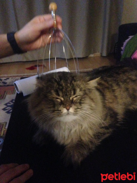 Chinchilla, Kedi  Paşam fotoğrafı