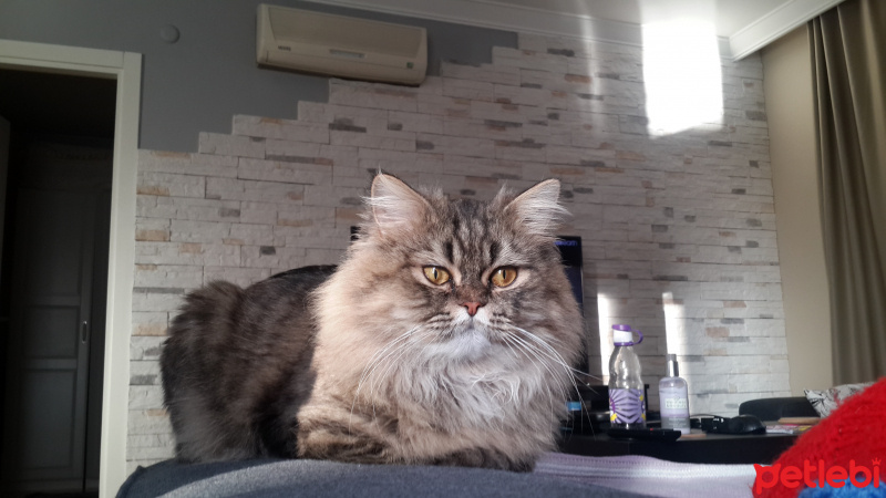 Chinchilla, Kedi  Paşam fotoğrafı
