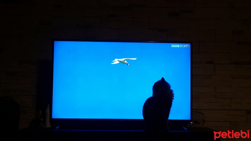 Chinchilla, Kedi  Paşam fotoğrafı