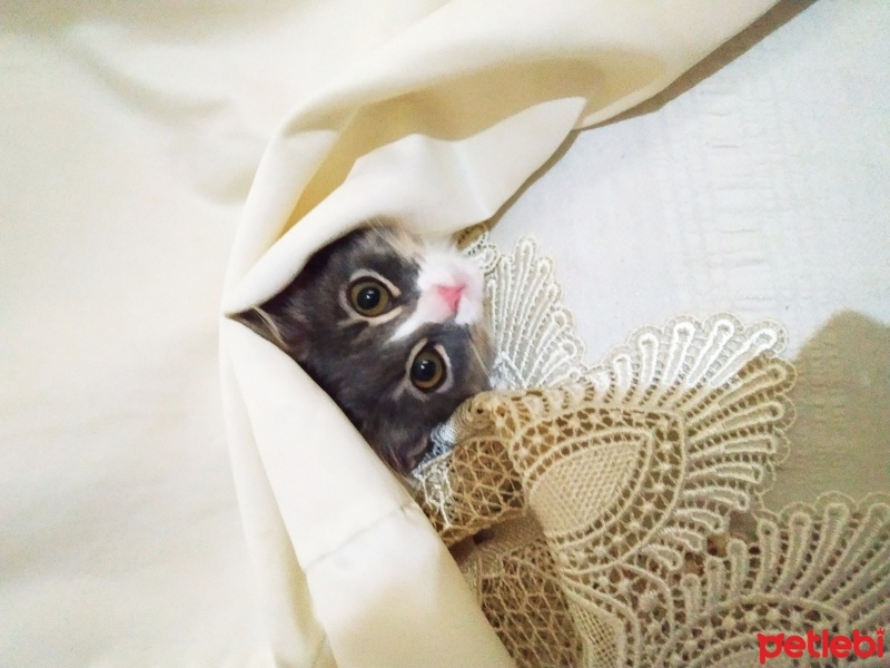 Brazilian Shorthair, Kedi  Prenses06 fotoğrafı