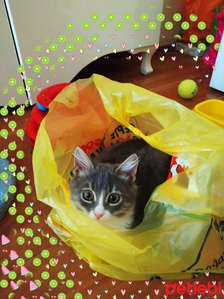 Brazilian Shorthair, Kedi  Prenses06 fotoğrafı
