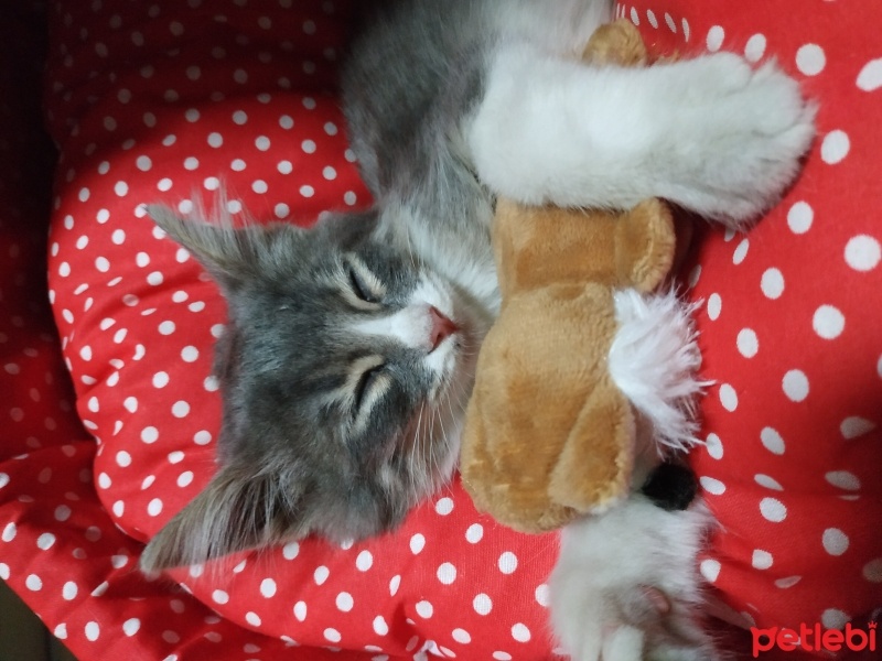 Brazilian Shorthair, Kedi  Prenses06 fotoğrafı