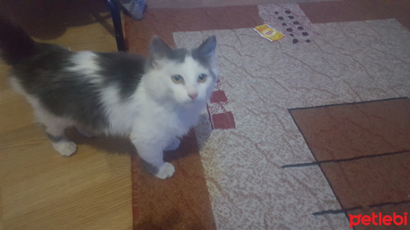 Tekir Kedi, Kedi  mualla fotoğrafı