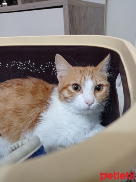 Sarman, Kedi  Zilli fotoğrafı