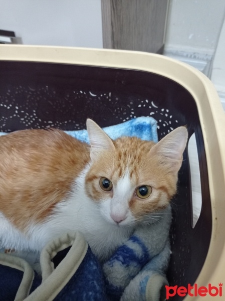 Sarman, Kedi  Zilli fotoğrafı