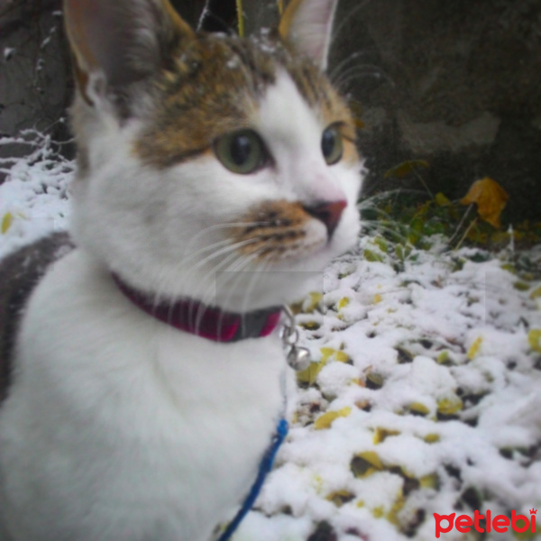 Tekir Kedi, Kedi  Venüs fotoğrafı