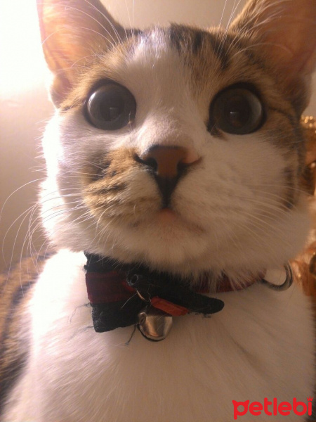 Tekir Kedi, Kedi  Venüs fotoğrafı