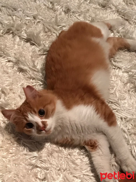 Tekir Kedi, Kedi  Panda fotoğrafı