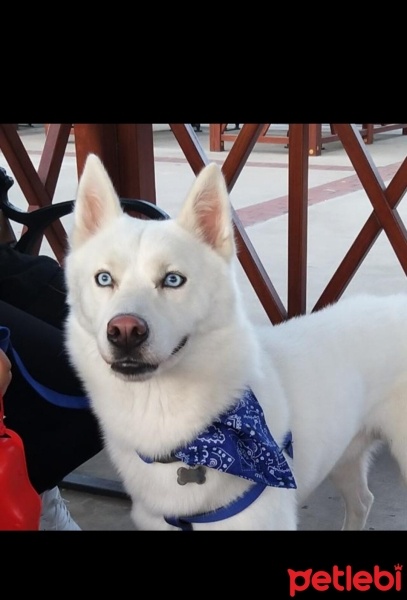 Sibirya Kurdu (Husky), Köpek  asil fotoğrafı