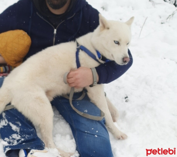 Sibirya Kurdu (Husky), Köpek  asil fotoğrafı