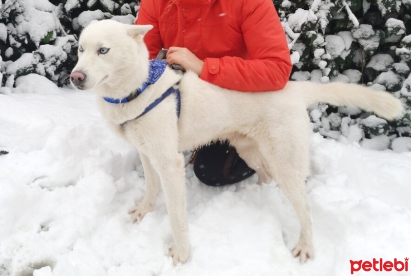 Sibirya Kurdu (Husky), Köpek  asil fotoğrafı